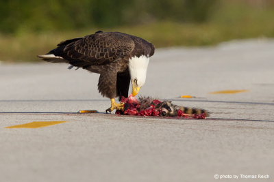 American bald eagle eating carrion