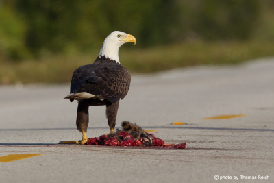 Hungry Bald Eagle feeds on carrion