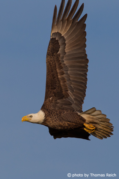 Bald Eagle flight image