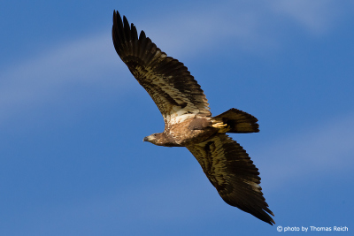 Bald eagle at the blue sky