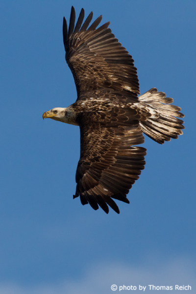 Appearance of a young Bald Eagle