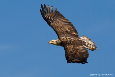 Flying Bald Eagle juvenile
