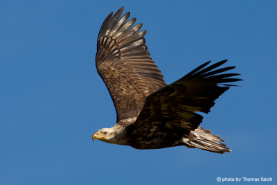 Bald Eagle wingspan