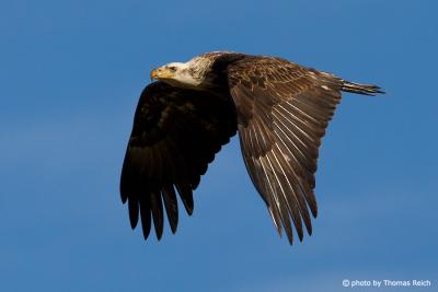 Bald Eagle juvenile flying