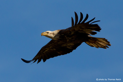 Young Bald eagle at the blue sky