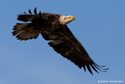 Young Bald Eagle in the air