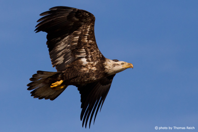 Bald Eagle offspring in flight