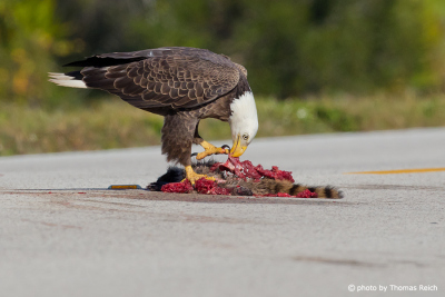 Bald Eagle feeding habits