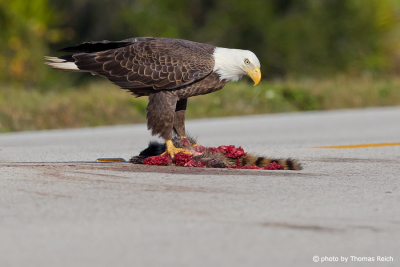Bald Eagle feeds on carrion on street