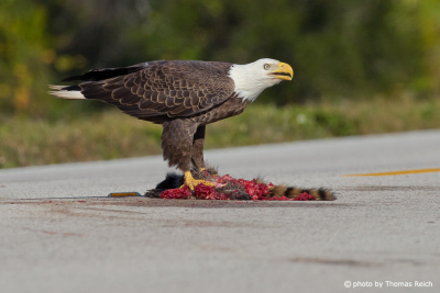 Hungry Bald Eagle prey