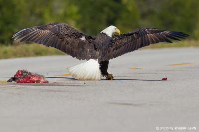 Bald Eagle eats carrion on road