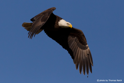 Bald Eagle in America