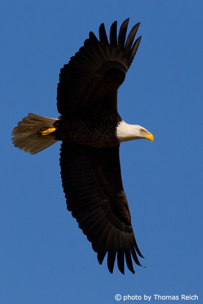 Bald Eagle with blue sky