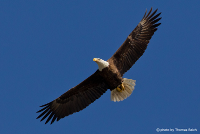 Bald Eagle flying