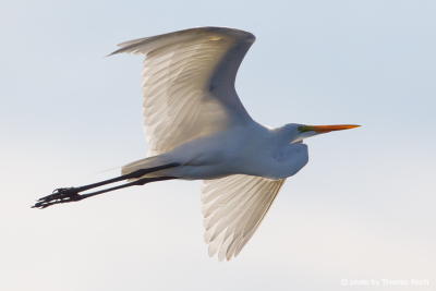 Great Egret legs and feet color