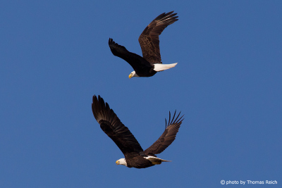Bald Eagle couple flying together