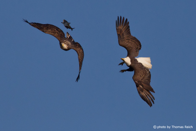 Bald Eagles with prey in claws