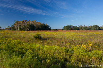 Landschaft Three Lakes Prairie, Florida