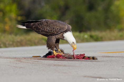 Bald Eagle eats carion on the road