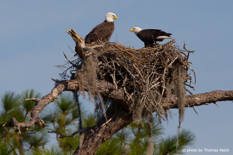Bald Eagles at the nest during breeding season