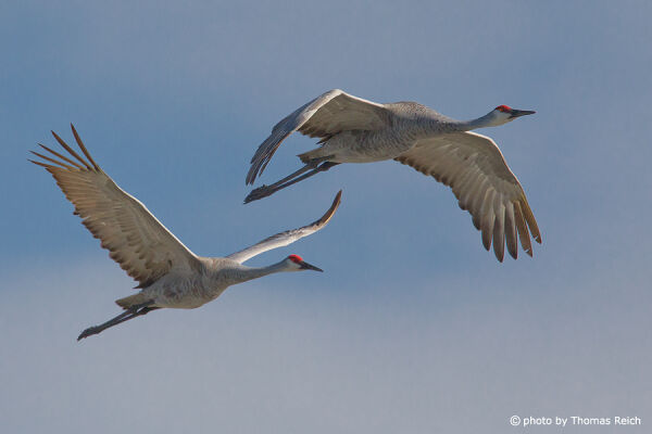Flying Sandhill Cranes couple