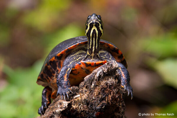 Florida Red-bellied Cooter appearance