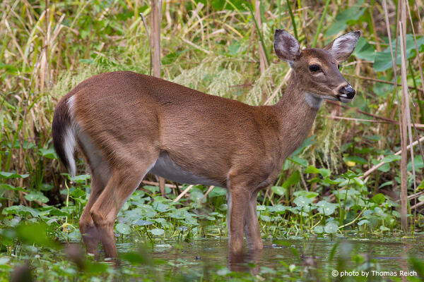 White-tailed deer appearance