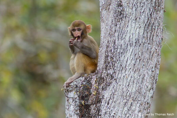 Rhesus Macaque Baby eating