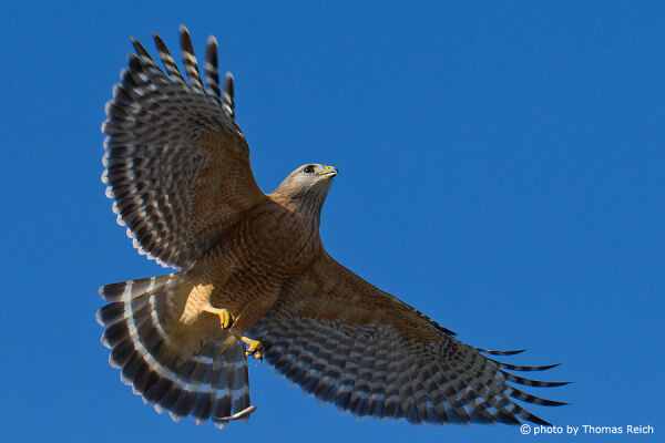 Red-shouldered Hawk wingspan