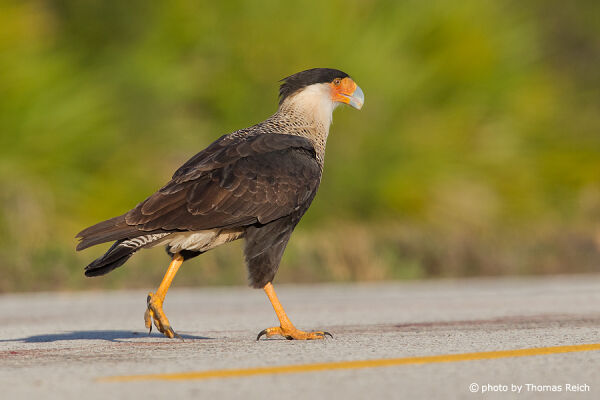 Northern Crested Caracara appearance