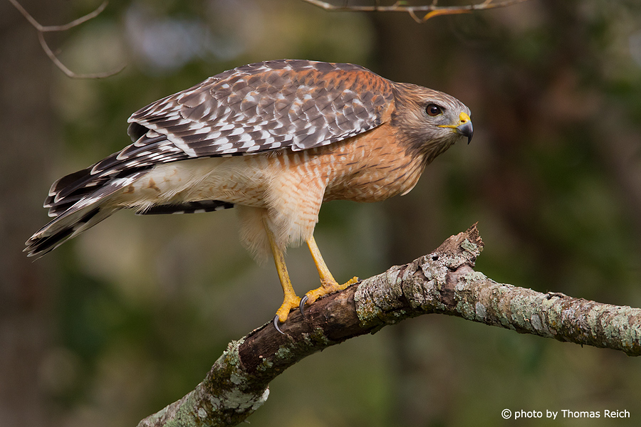 Red-shouldered Hawk height and size