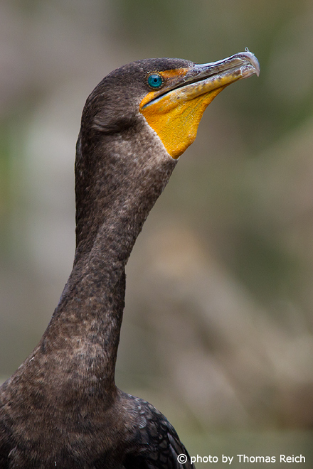 Great Cormorant beak shape