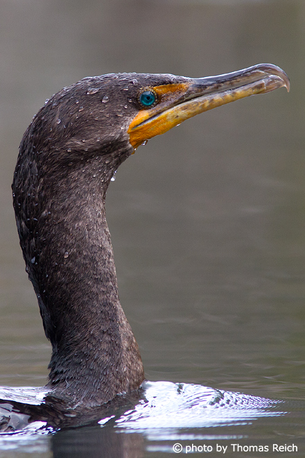 Great Cormorant after diving