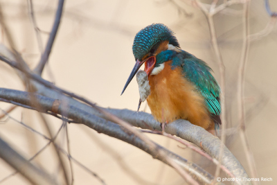 Kingfisher bird female choking out pellets