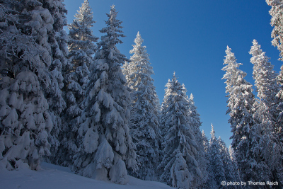 snowy fir trees and blue sky