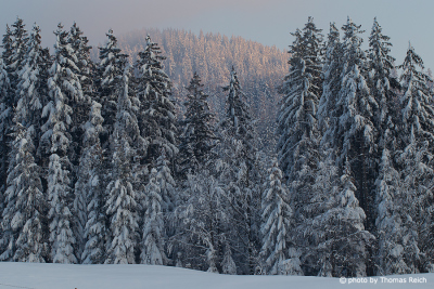 Conifer trees with snow in Switzerland