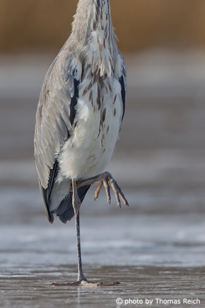 Grey Heron stands on one leg