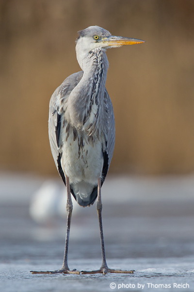 Grey Heron standing