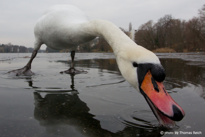 Mute Swan looking for food in winter