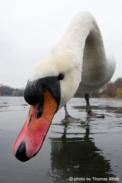 Mute Swan orange beak