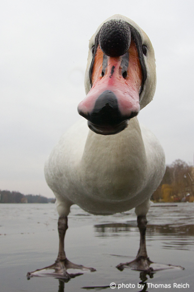 Mute Swan neck