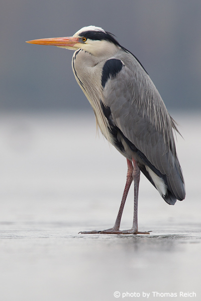 Grey Heron beak