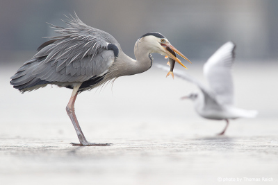 Grey Heron with fish in bill