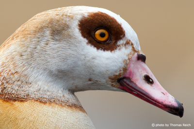 Egyptian Goose appearance