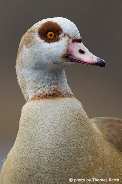Egyptian Goose beak