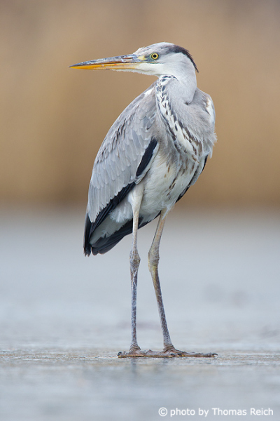 Gray Heron plumage