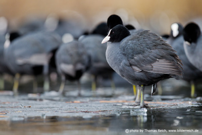 Eurasian Coots in Winter