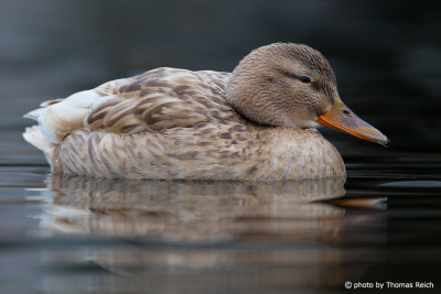 Weight of Mallard duck female