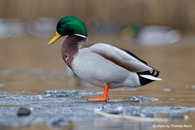 Mallard duck standing on icy pond bank