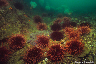 Sea urchins Alaska